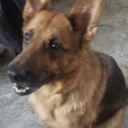 German Shepherds from Pawprints Shephards