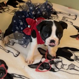 Boston Terrier Puppies from Angie's Little Bostons