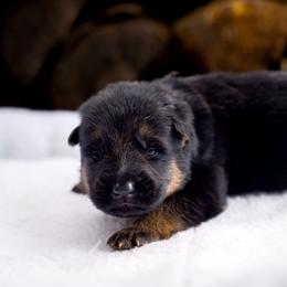 Elio - Black and red male German Shepherd puppy in Youngsville, North Carolina from Di casa Esperanza