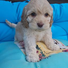 Windy - Cream female Cockapoo puppy in Indiahoma, Oklahoma from Phamily Doodles