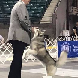 Siberian Huskies from Pandora Siberians