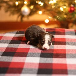 Girl 6 - Tri-color female Border Collie puppy in Cadiz, Ohio from Graham Livestock
