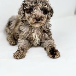 Little Joe - Merle male Labradoodle puppy in Davison, Michigan from Dreaming Doodles