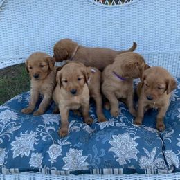 Golden Retriever Puppies from Johnson's Red