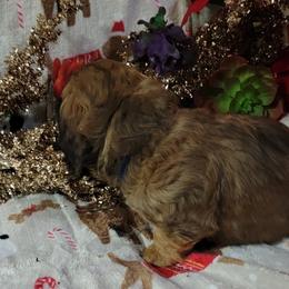 Dachshund Puppies from CLARK'S BREEDING PROGRAM