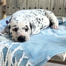 Purple Female - White and black female Dalmatian puppy in Westhoff, Texas from Smart Dalmatians (LUA/HUA)
