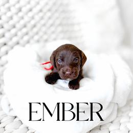 Ember - Chocolate female Goldendoodle puppy in Springville, Utah from Happy Doodle