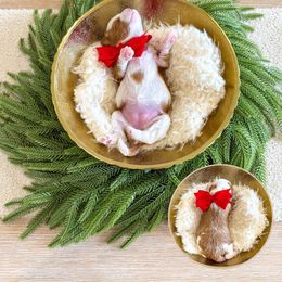 BABY SPICE - SPICE GIRLS LITTER - Red  female Goldendoodle puppy in Bell Buckle, Tennessee from Precious Puptown Doodles