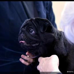 Girl 1 - Black female Pug puppy in Cheyenne, Wyoming from Viking Kennel