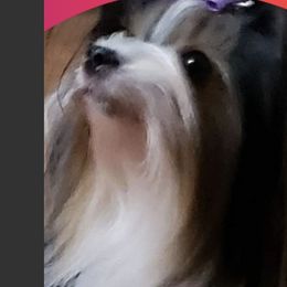 Biewer Terriers from LinMar Biewers & Yorkshire Terriers
