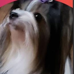 Biewer Terriers from LinMar Biewers & Yorkshire Terriers