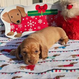 Puppy 6 - Cream female Dachshund puppy in Riverside, California from Saddle Up Dachshunds