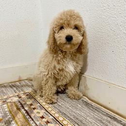 Muffin - Buff female Cockapoo puppy in Beresford, South Dakota from DAKOTA DOOD RANCH