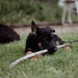 Berger Blanc Suisse and German Shepherd Puppies from Fireside Fernweh