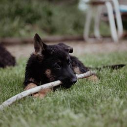 Berger Blanc Suisse and German Shepherd Puppies from Fireside Fernweh