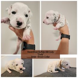 Cody - White and black Dalmatian puppy in Anderson, South Carolina from Raven River Ranch
