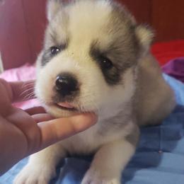 Boy blue - Gray and white male Siberian Husky puppy in Mccool Junction, Nebraska from Sininger Lagoon