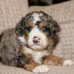 Lily - Blue merle female Bernedoodle puppy in Apple Creek, Ohio from Cuddle Paws