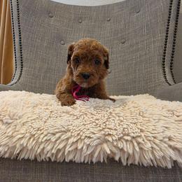 Pink - Red  female Goldendoodle puppy in Miami, Florida from GoldStar Doodles USA