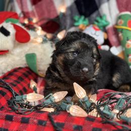 Xenos - Yellow - Black and red male German Shepherd puppy in Iola, Wisconsin from DeFelice's German Shepherds