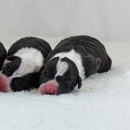 Italian Greyhound Puppies from Alura Italian Greyhounds