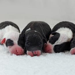Italian Greyhound Puppies from Alura Italian Greyhounds
