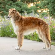 Freebie - Borzoi