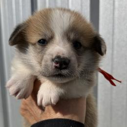 Orange Collar Female - Sable female Pembroke Welsh Corgi puppy in Victoria, Texas from Clear Creek Corgis