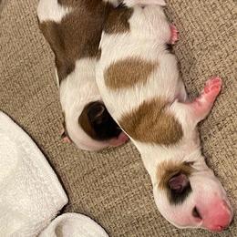 Shih Tzu Puppies from Anthony's Babies Shih Tzu's