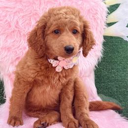 Taylor (Purple) - Cream female Goldendoodle puppy in Miami, Florida from Katy's Toy Poodles & Doodles