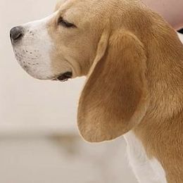 Beagles from Culben Creek Beagles