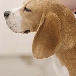 Beagles from Culben Creek Beagles