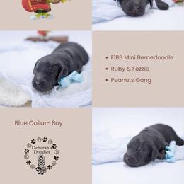 Blue collar - Franklin - Black male Bernedoodle puppy in Lexington, North Carolina from Deborah’s Doodles