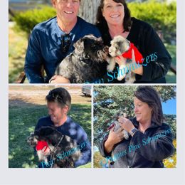 Miniature Schnauzer Puppies from Puppies Paw Schnauzers in Colorado