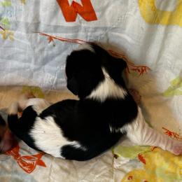 Nellie - Tri-color female Cavalier King Charles Spaniel puppy in Paulden, Arizona from Nine Mile Cavaliers