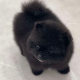 Bella - Pomeranian