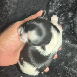 Bowie - Black and white male Shih Tzu puppy in Azusa, California from RJ Shih Tzu lover