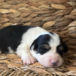 Cupid - Black and tan male Pembroke Welsh Corgi puppy in Muldrow, Oklahoma from Dean’s Rustic Ranch Corgis and Horses
