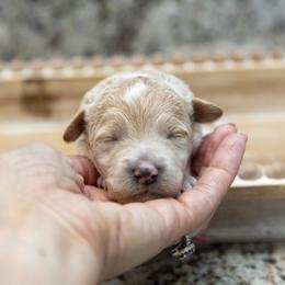 Assorted Doodle Crosses, Aussiedoodle, Golden Aussiedoodle, Goldendoodle, and Sheepadoodle Puppies from Goldendoodledoo Farms