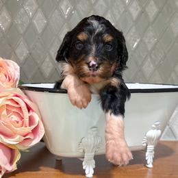 Nancy - Tri-color female Bernedoodle puppy in Kilgore, Texas from Furry Tail Doodles