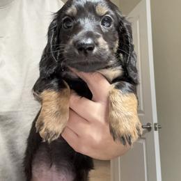 The professor - Black and cream male Dachshund puppy in Highland Heights, Kentucky from Gabriela's Dachshunds