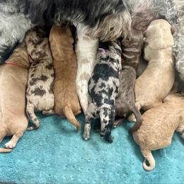 Black Collar - Apricot male Goldendoodle puppy in Stockton, California from Port City Doodles
