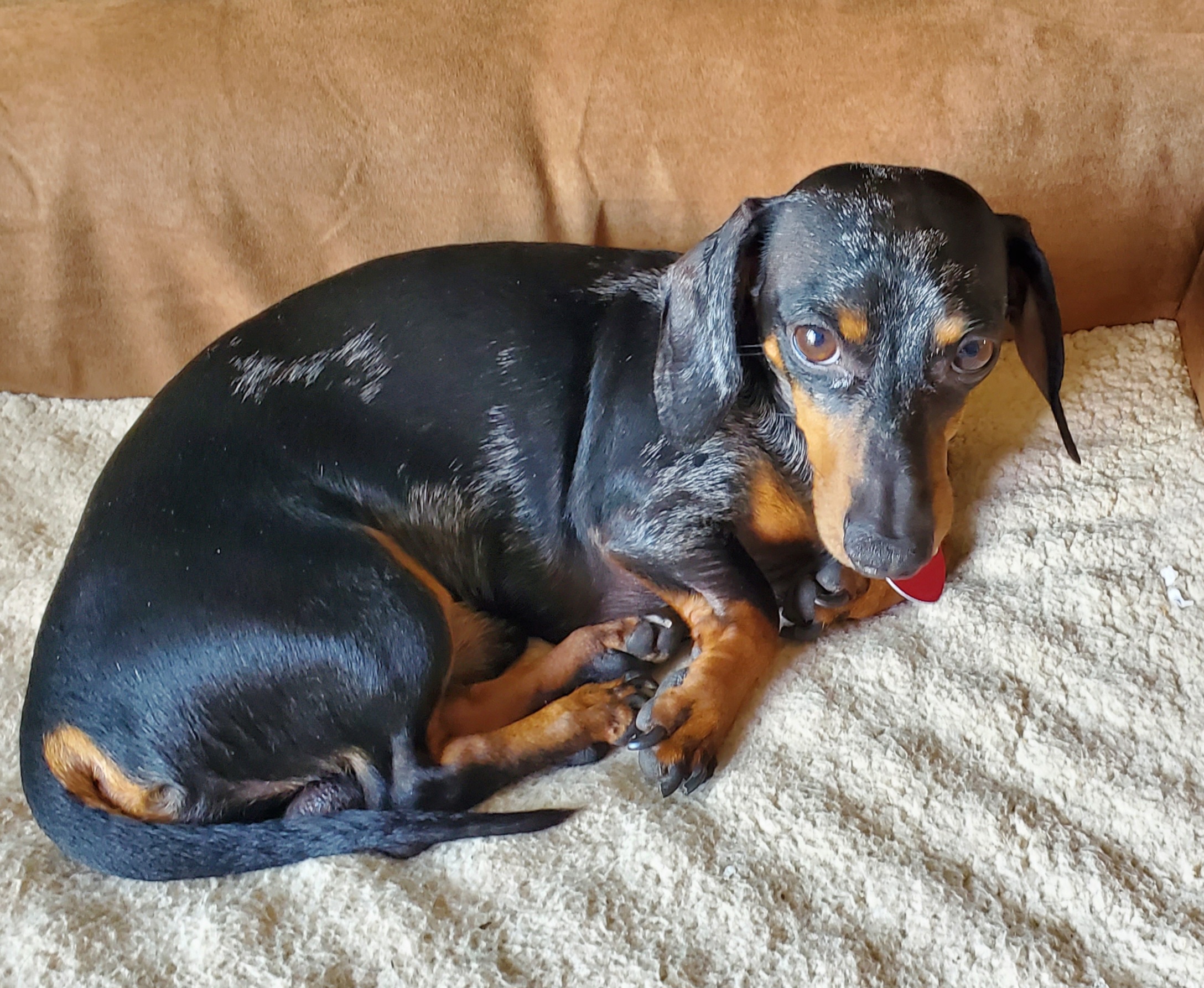 Fred - Dachshund