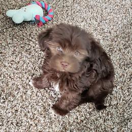 Havanese Puppies from Steal Your Heart Havanese