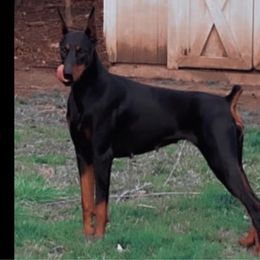 Royal - Doberman Pinscher