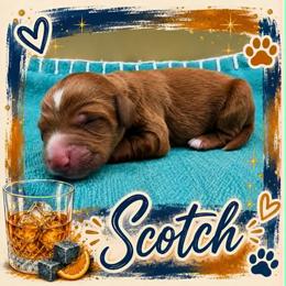 Scotch - Red  male Goldendoodle puppy in Hendersonville, North Carolina from Kim's Cove