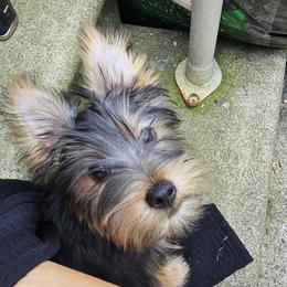 Silky Terrier Puppies from Brawley's Beautiful Babies