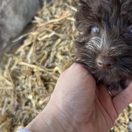 Miniature Schnauzers and Scottish Terriers from Oodles of Cuties!