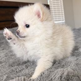 Little lady - White female Pomeranian puppy in Las Vegas, Nevada from Pomeranian Puppies