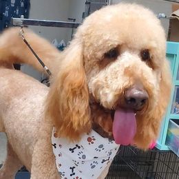 Golden Aussiedoodles from Hawk Creek Farm - Golden Aussiedoodles